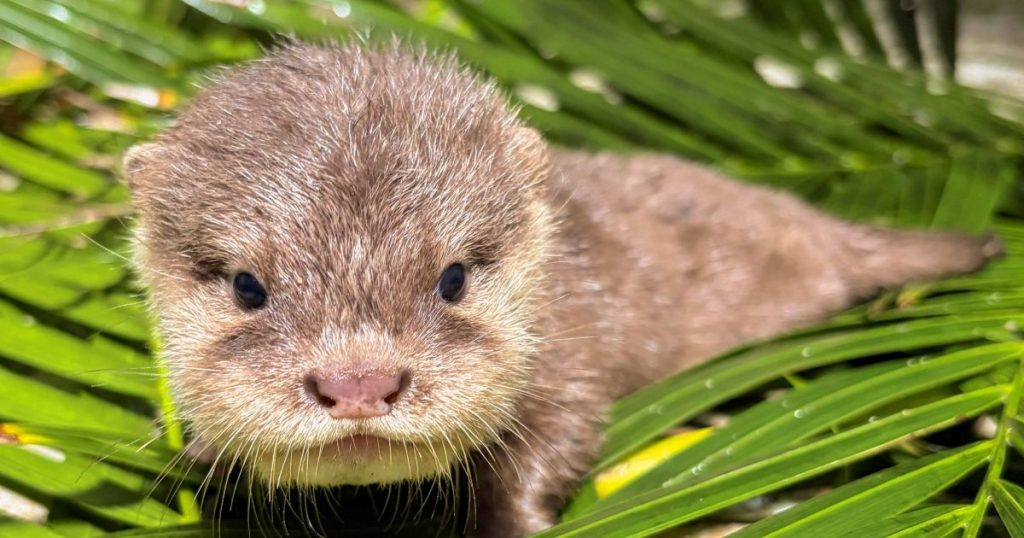 Cuatro crías de nutria asiática de uñas cortas, especie en situación de vulnerabilidad, nacen en Loro Parque
