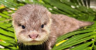 Cuatro crías de nutria asiática de uñas cortas, especie en situación de vulnerabilidad, nacen en Loro Parque
