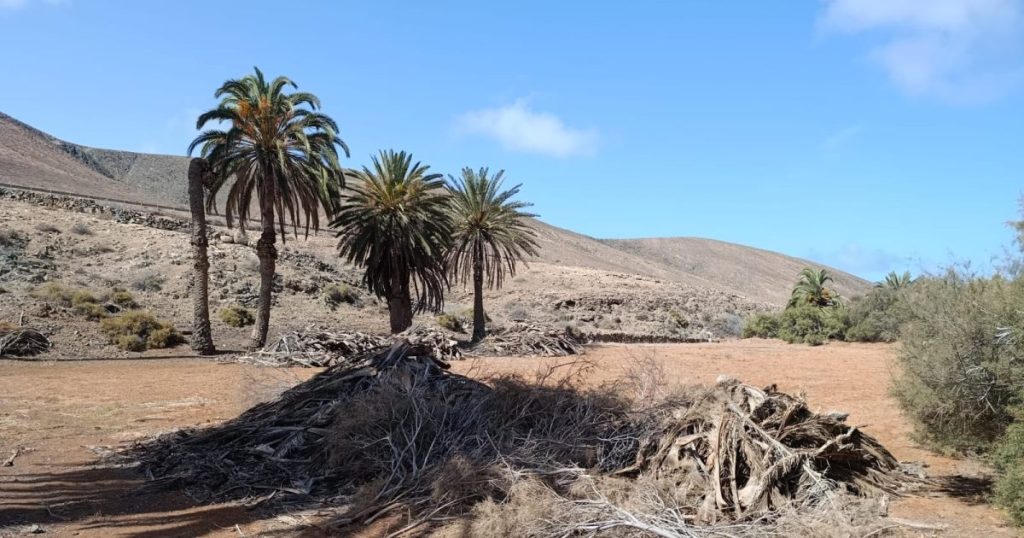 El Cabildo, desde Reserva de la Biosfera, protege los palmerales de Fuerteventura a través de un potente programa europeo Interreg MAC