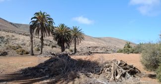 El Cabildo, desde Reserva de la Biosfera, protege los palmerales de Fuerteventura a través de un potente programa europeo Interreg MAC
