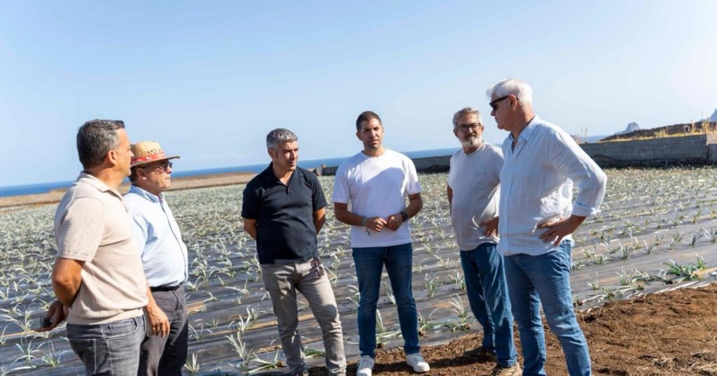 El Gobierno de Canarias entrega 45.822 plantas de piña a agricultores de El Hierro