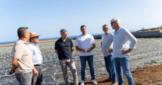 El Gobierno de Canarias entrega 45.822 plantas de piña a agricultores de El Hierro