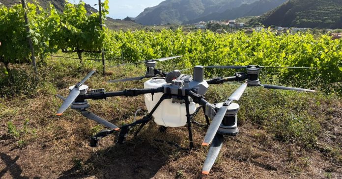 Inteligencia artificial y drones: la DOP Islas Canarias – Canary Wine participa en la viticultura del futuro