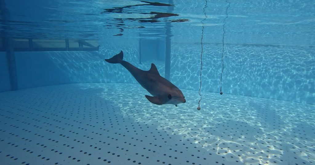 Un descubrimiento mundial en Loro Parque revela cómo los delfines interpretan su entorno mediante el sonido