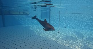 Un descubrimiento mundial en Loro Parque revela cómo los delfines interpretan su entorno mediante el sonido