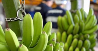 Europlátano bate récord de comercialización en Suiza y garantiza un retorno mínimo de 0,80 €/kg a sus productores