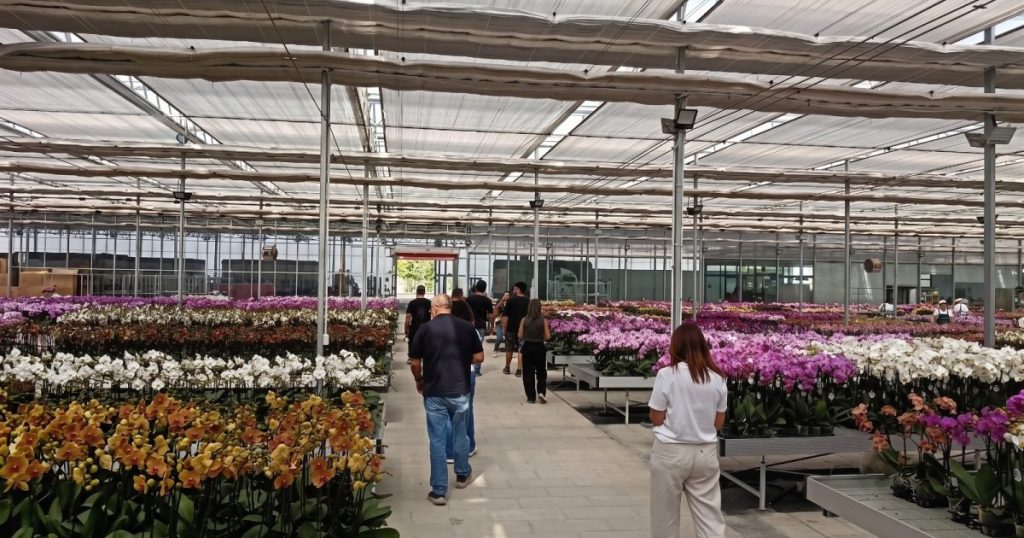 Las flores y plantas canarias se promocionan en China