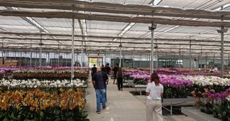 Las flores y plantas canarias se promocionan en China
