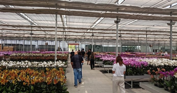 Las flores y plantas canarias se promocionan en China