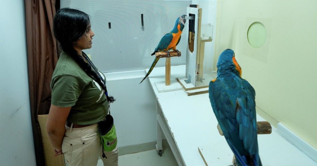 El Instituto Max Planck y Loro Parque demuestran que los guacamayos barba azul replican conductas complejas por imitación