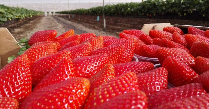 Elias Marrero: “El futuro de la agricultura pasa
por ser capaces de producir más con menos”