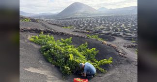 Nereida Pérez González: “Mantener estos viñedos es preservar nuestro paisaje, nuestra cultura y una parte esencial de la identidad de Lanzarote”