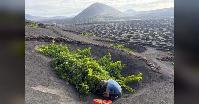 Nereida Pérez González: “Mantener estos viñedos es preservar nuestro paisaje, nuestra cultura y una parte esencial de la identidad de Lanzarote”