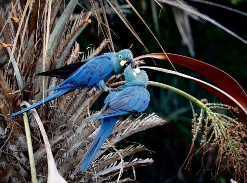 2021, un año de éxitos para Loro Parque Fundación