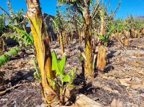 El Instituto Canario de Investigaciones Agrarias estudia los efectos del volcán en el plátano