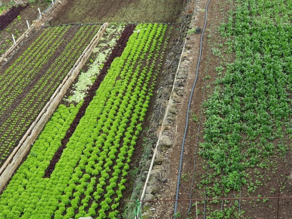 Transición Ecológica amplía el plazo para las ayudas sobre eficiencia energética en explotaciones agropecuarias