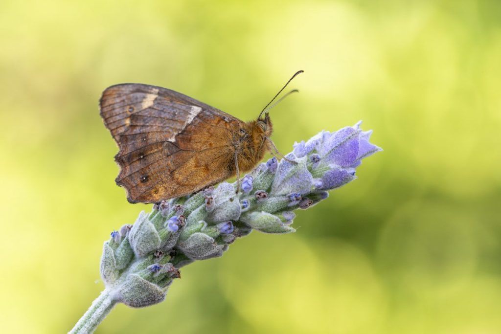 Las herramientas BIOCAN y BIOTA se ponen al servicio de la educación ambiental