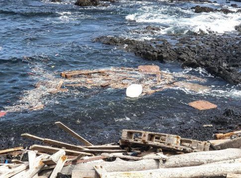 El Instituto Universitario ECOAQUA de la ULPGC constata por primera vez la bioacumulación de contaminantes químicos en peces por la ingestión de microplásticos