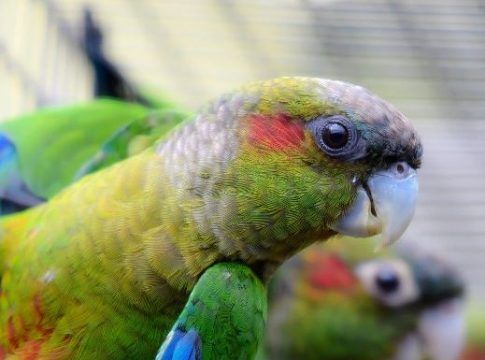  Los visitantes de Loro Parque pueden ver por primera vez a la cotorra colirroja, endémica de Venezuela