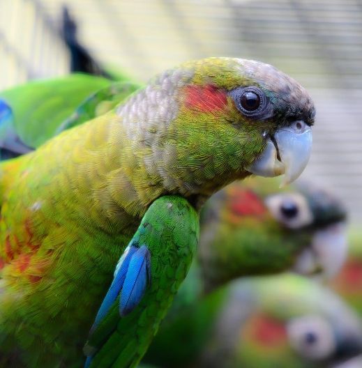  Los visitantes de Loro Parque pueden ver por primera vez a la cotorra colirroja, endémica de Venezuela