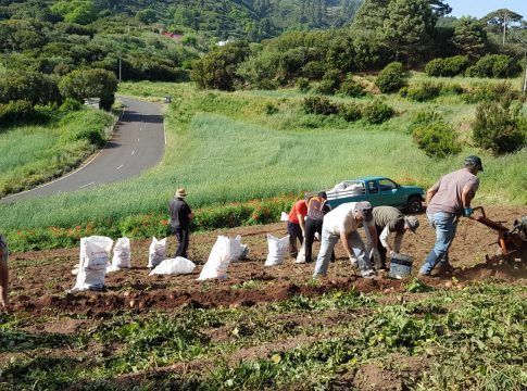 Canarias convoca ayudas de 3,4 millones a los productores de papa de mesa