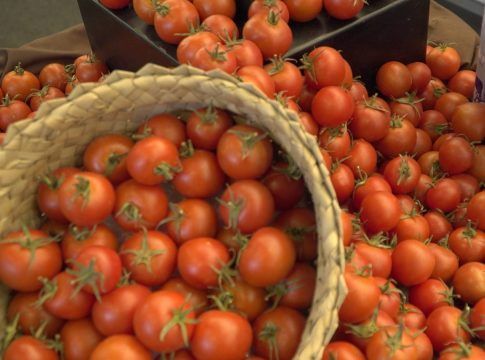El Gobierno canario convoca ayudas de 5,5 millones para los productores de tomate de invierno