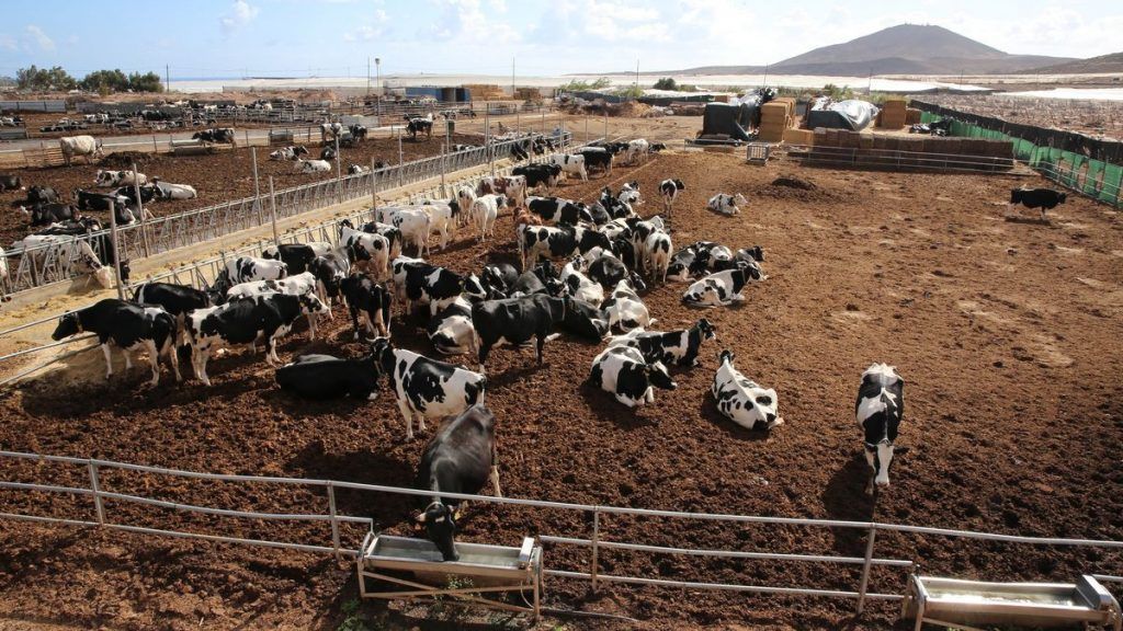 Gran Canaria concede dos millones de euros en subvenciones directas al sector ganadero para paliar la subida de precios