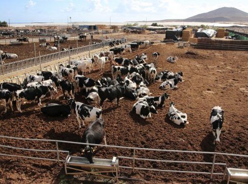 Gran Canaria concede dos millones de euros en subvenciones directas al sector ganadero para paliar la subida de precios