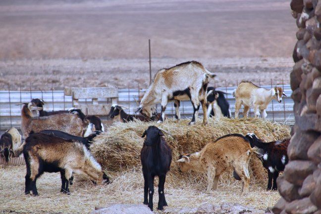 El Gobierno convoca ayudas para compatibilizar la producción agrícola con el cuidado del medioambiente
