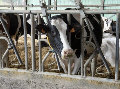 El Gobierno de Canarias convoca ayudas para los reproductores de ganado bovino, porcino, cunícola y avícola
