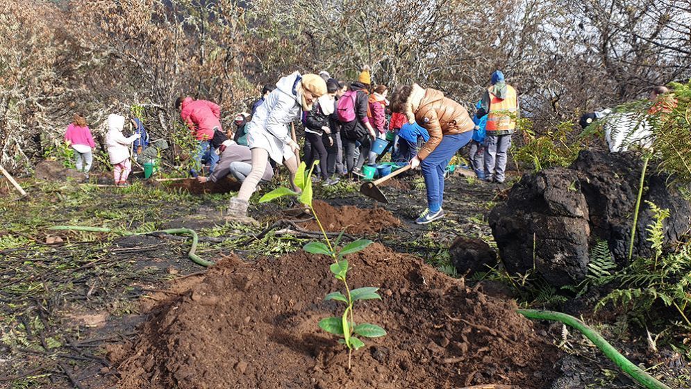 Canarian Hospitality conmemora el Día Internacional de los Bosques con el programa ‘No tires la toalla por el planeta’