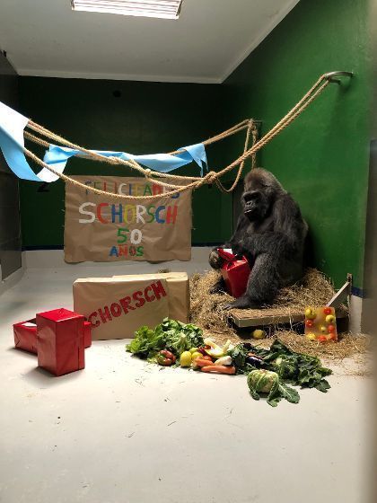 Loro Parque celebra el 50 cumpleaños del gorila Schorsch