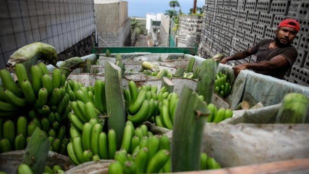 Medidas urgentes para la protección de los trabajadores autónomos, y recuperación económica de la palma