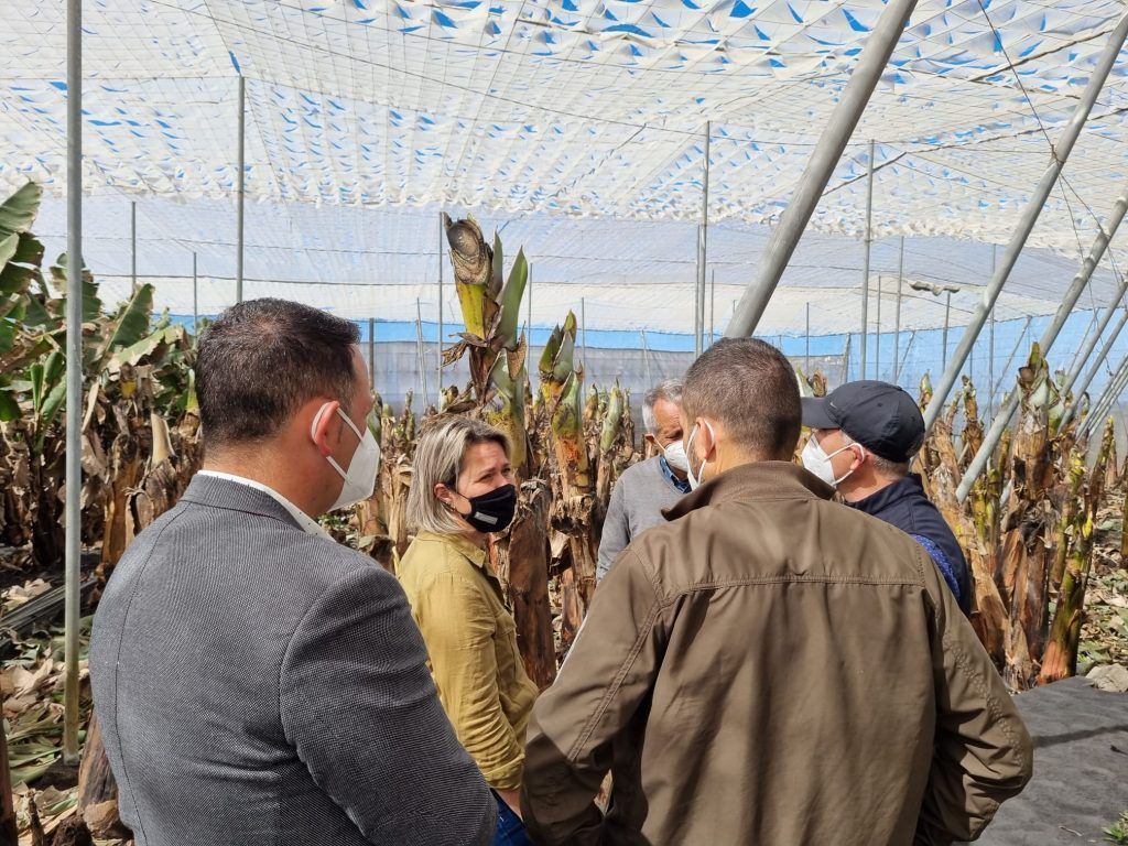 El Gobierno contrata a Agroseguro para la tasación de los daños en instalaciones agrícolas afectadas por el volcán