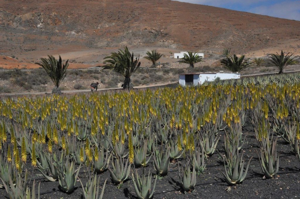 La Consejería de Agricultura, Ganadería y Pesca del Gobierno de Canarias convoca ayudas para la producción de aloe vera y olivo