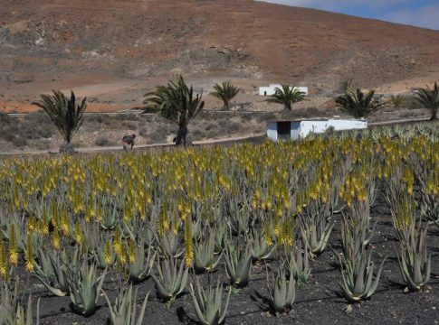 La Consejería de Agricultura, Ganadería y Pesca del Gobierno de Canarias convoca ayudas para la producción de aloe vera y olivo