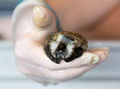 El IU-ECOAQUA presenta avances en los nuevos procesos de acuicultura multitrófica integrada en tierra