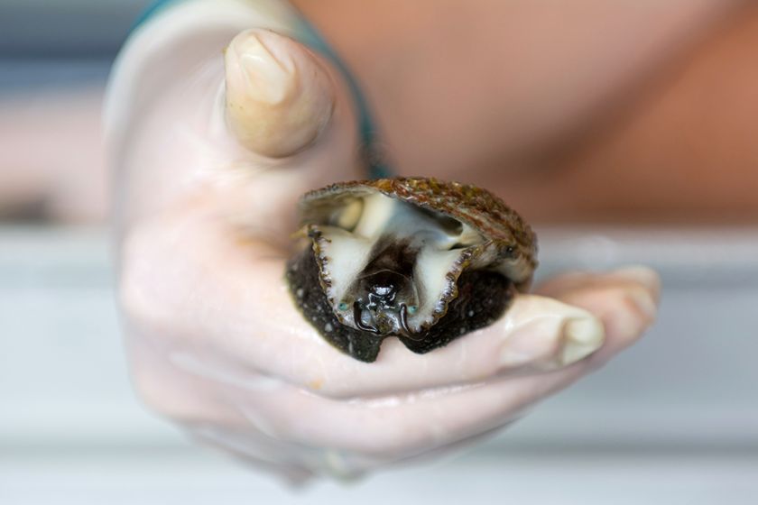 El IU-ECOAQUA presenta avances en los nuevos procesos de acuicultura multitrófica integrada en tierra