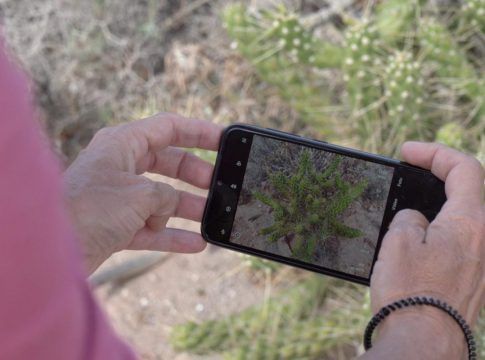 Canarias participará en un evento europeo de concienciación ambiental sobre especies invasoras