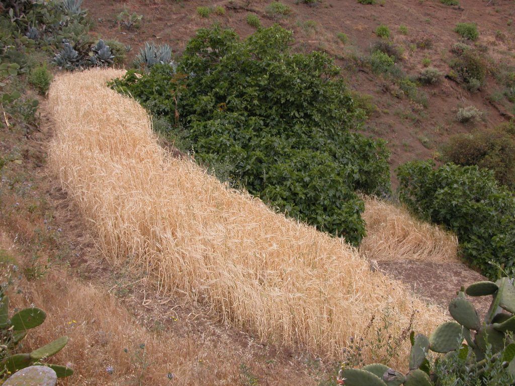 Agricultura destina más de 200.000 euros a 228 productores de cultivos forrajeros