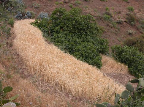 Agricultura destina más de 200.000 euros a 228 productores de cultivos forrajeros