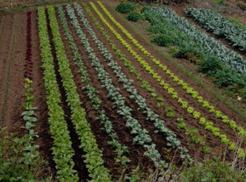 Cae el número de explotaciones agrícolas en Canarias