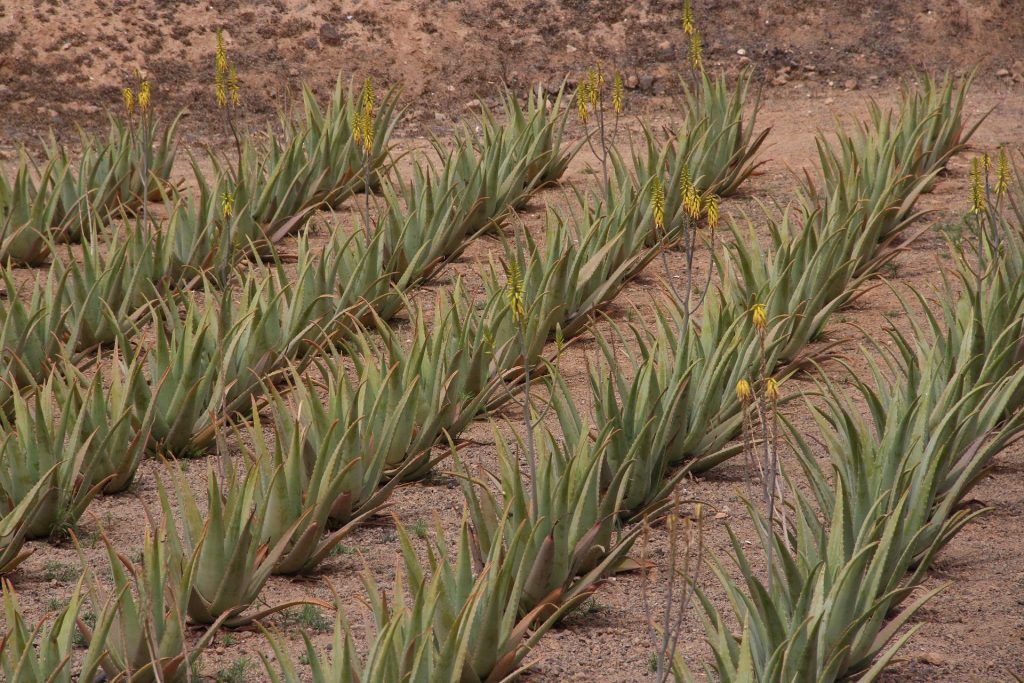 Consejería de Agricultura, Ganadería y Pesca La Consejería concede ayudas a 37 productores de aloe vera y olivo