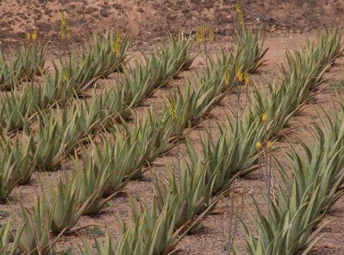 Consejería de Agricultura, Ganadería y Pesca La Consejería concede ayudas a 37 productores de aloe vera y olivo