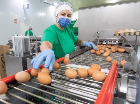 Canarias concede ayudas para incentivar la producción local de huevos de gallina a 32 empresas y avicultores