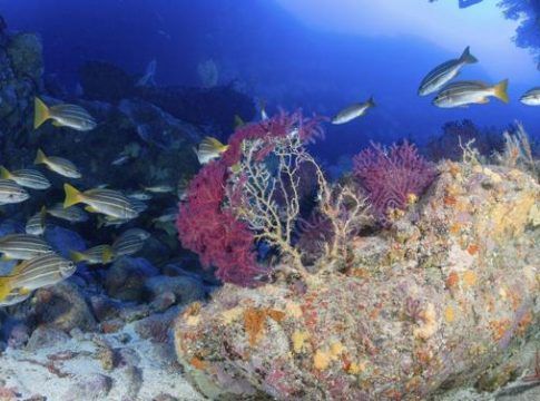 Loro Parque, ULPGC y ULL logran apoyo al santuario biodiversidad macaronésico