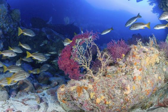 Loro Parque, ULPGC y ULL logran apoyo al santuario biodiversidad macaronésico