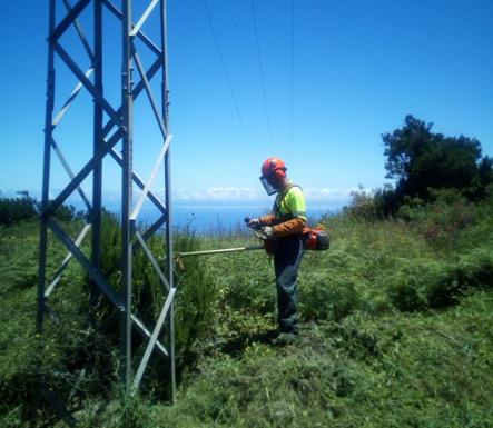 Endesa prepara los bosques canarios para la llegada del calor