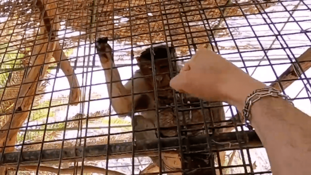 Oasis Wildlife Fuerteventura denuncia a dos individuos que maltrataron animales para mostrarlo en redes sociales