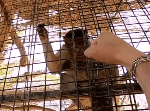 Oasis Wildlife Fuerteventura denuncia a dos individuos que maltrataron animales para mostrarlo en redes sociales